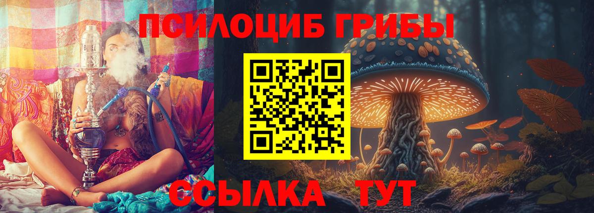 Псилоцибиновые грибы Psilocybe Бор