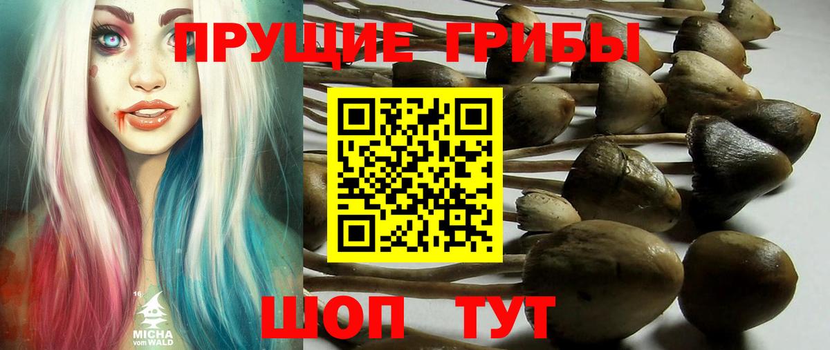 Бор  Галлюциногенные грибы Psilocybine cubensis  Вход с VPN 